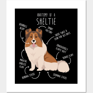 Color Headed White Sheltie Shetland Sheepdog Anatomy Posters and Art